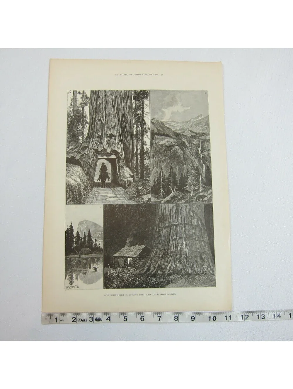 Antique 1888 Print Californian Sketches Mammoth Trees Rocks and Mountain Scenery